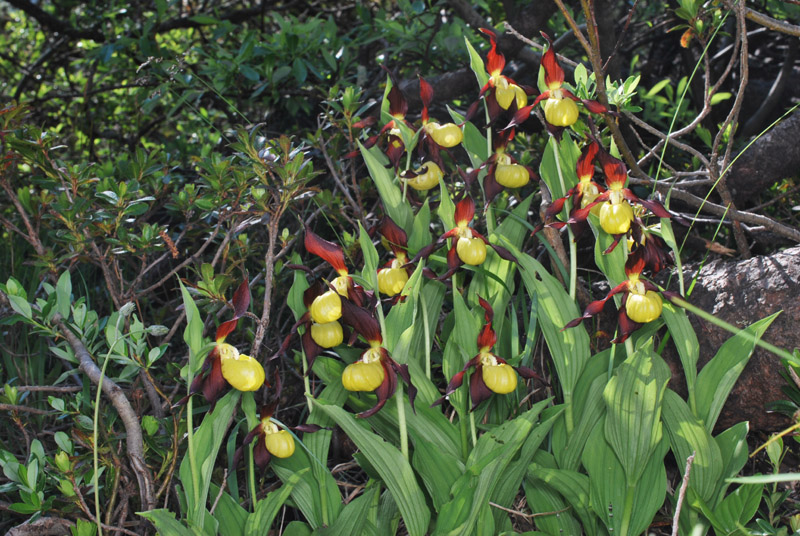 Cypripedium calceolus - Dolomiti di Brenta